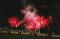 19-ST ETIENNE-OM